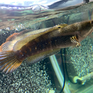 熱帯魚 チャンナプルクラ 2匹