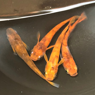 メダカ屋らんオープンしてます - ペット