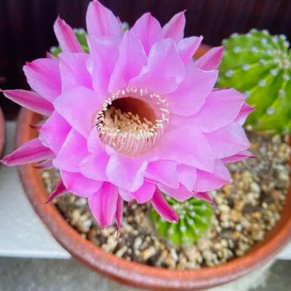 🌵サボテン🌵短毛丸🌸１鉢２００円