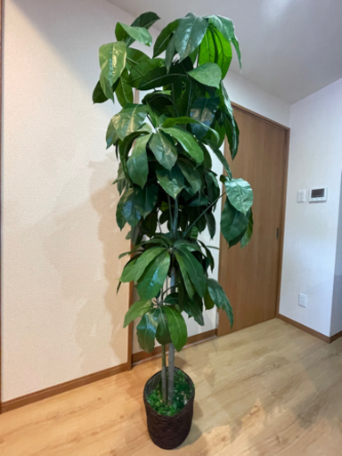 【売約済】観葉植物フェイクグリーン大