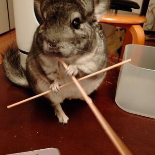 チンチラ友達なりましょう♪単発OK♪(ฅ'ω'ฅ)