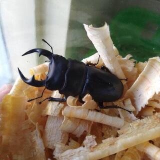 【ｱｯﾌﾟ間違い】オオクワガタ♂57mmペア(佐賀)13