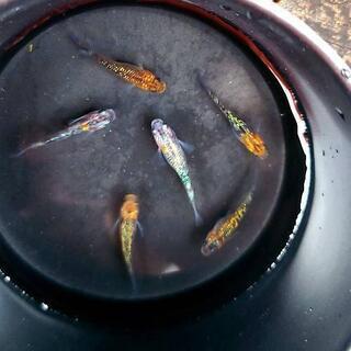 【めだか屋こう】　月弓　若魚の画像
