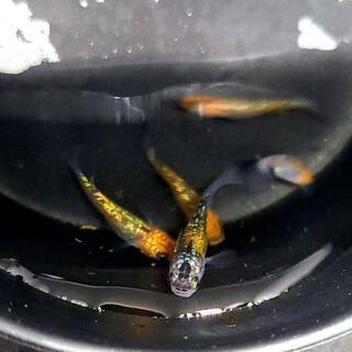 【めだか屋こう】　月弓　若魚