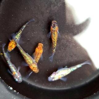 【めだか屋こう】　月弓　若魚の画像