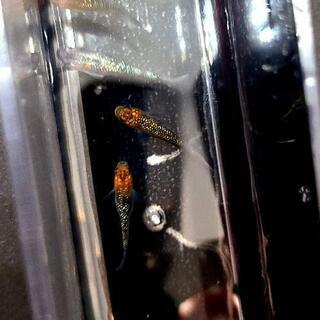 【めだか屋こう】　月弓　若魚の画像
