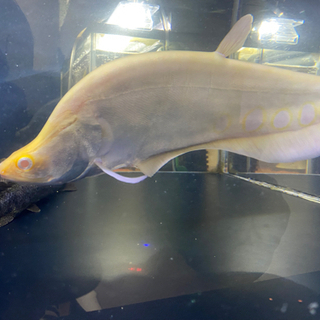 アルビノ スポッテッド ナイフフイッシュ 約40cm