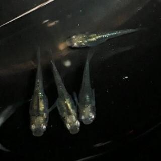 【めだか】緑光2ペア🍋