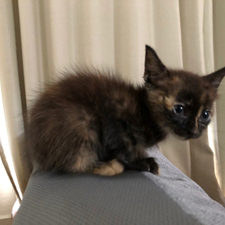 子猫(三毛猫メス)生後1ヶ月半、捨て猫(警察署確認済み)