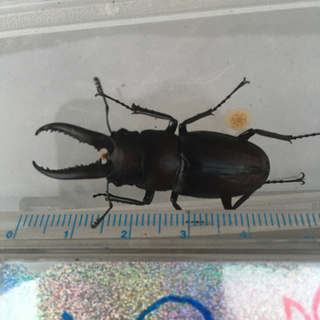 8/29採取ノコギリクワガタオス