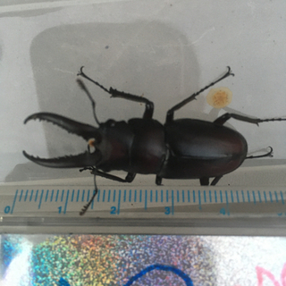 8/29採取ノコギリクワガタオスの画像