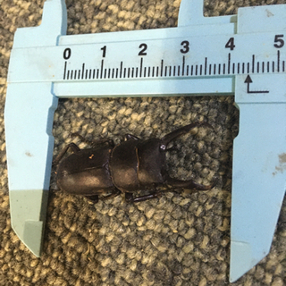 8/29採取ノコギリクワガタオスの画像