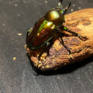 ニジイロクワガタ　ニュージーランド・クイーンズランド産