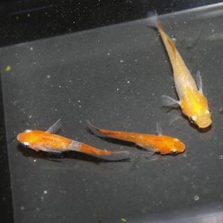 メダカ売ります