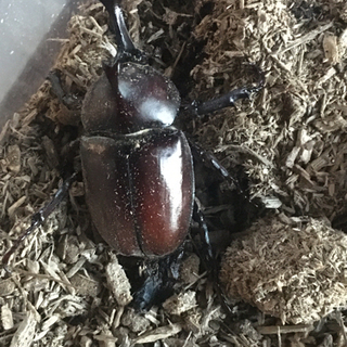 カブトムシのオス 100円