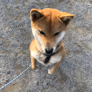 柴犬(6歳)