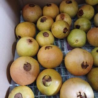 no.2  好評につき追加販売[グァバ☆]の画像