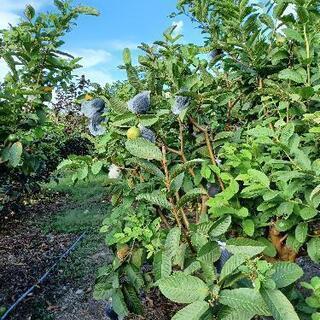 no.2  好評につき追加販売[グァバ☆]の画像