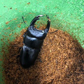 オオクワガタ　能勢YG 新成虫　75.9×49.1