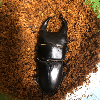 オオクワガタ　能勢YG 新成虫　75.9×49.1の画像