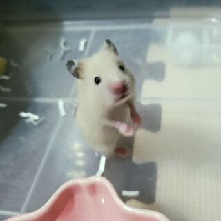 9/21更新　キンクマの子ども里親様募集‼️