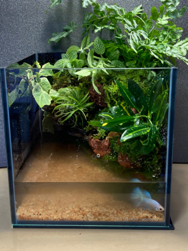 ☆杜のメダカ☆★メダカ飼育にオススメコケリウム・テラリウム完成品★20