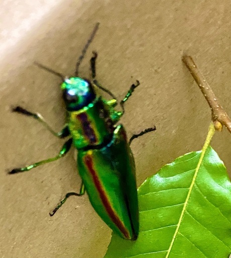 タマムシ1匹玉虫たまむしたま虫玉むし (やすい農園) 上塩屋の