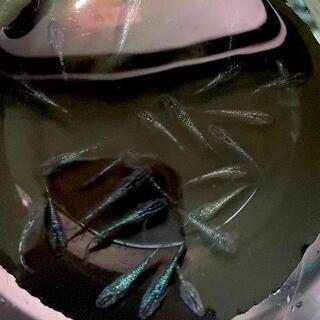 【商談中】黒ラメ幹之サファイア系若魚6匹 静楽庵血統の画像