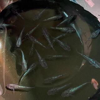 【商談中】黒ラメ幹之サファイア系若魚6匹 静楽庵血統