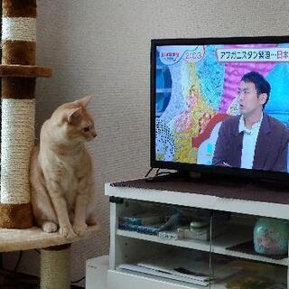 急募！甘えん坊、やんちゃくんです