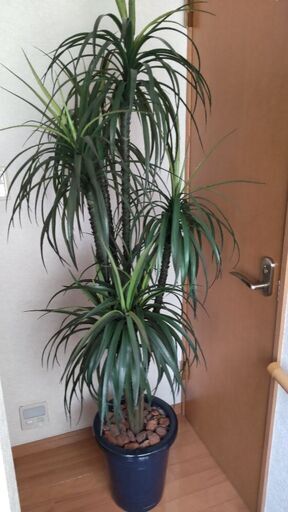 お取引中　高さ180センチ　フェイクグリーン　観葉植物　植木　インテリアグリーン　ドラセナ