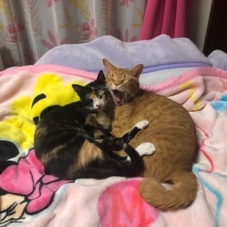 茶トラの男の子 2歳　鍵尻尾　ゲージなど物品もお譲りします。 - 猫