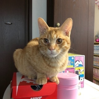 茶トラの男の子 2歳　鍵尻尾　ゲージなど物品もお譲りします。 - 児湯郡