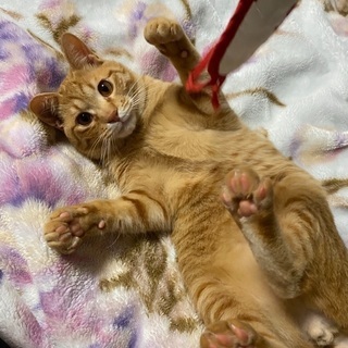 茶トラの男の子 2歳　鍵尻尾　ゲージなど物品もお譲りします。