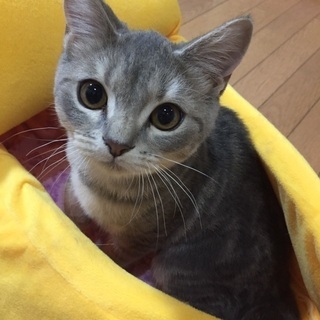 両親ともに血統書付き　スコティッシュフォールド 子猫