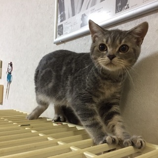 両親ともに血統書付き　スコティッシュフォールド 子猫 - 観音寺市