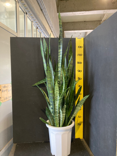 観葉植物　サンスベリア　ゼラニカ