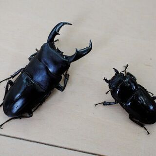アマミヒラタ　クワガタ　.2