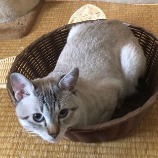 【シャムトラ】人馴れしたかわいい男の子です