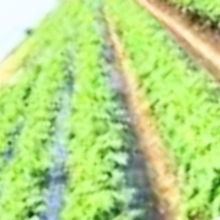 畑