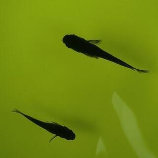 メダカ 黒揚羽✖️黒豆 1ペア