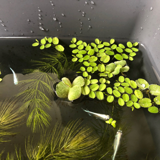 水草　マツモ、サンショウモ