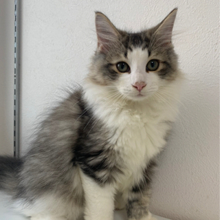 ノルウェージャンの子猫