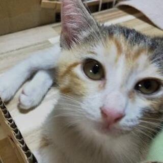 子猫の里親募集です。