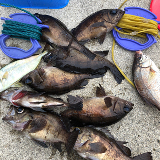 釣り仲間募集！