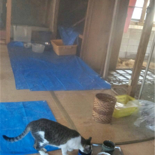 飼い主と死別した猫ちゃん