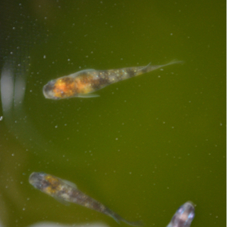 女雛 三色ラメメダカの画像