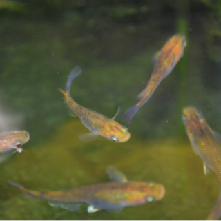 女雛 三色ラメメダカの画像