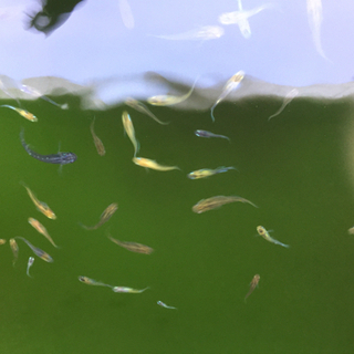 女雛 三色ラメメダカの画像