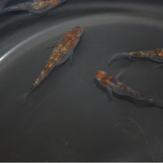 女雛 三色ラメメダカの画像